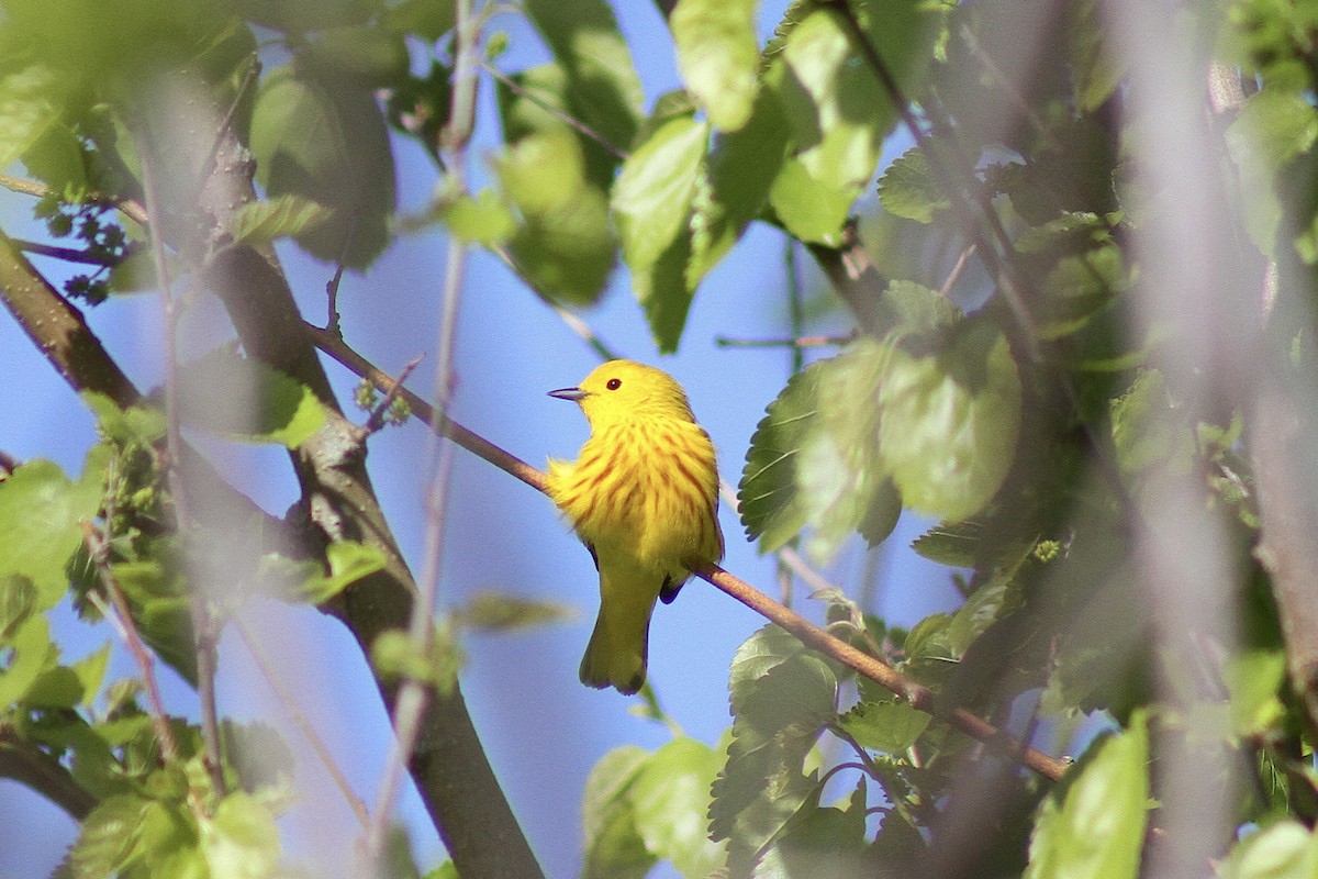 Yellow Warbler - ML635471110