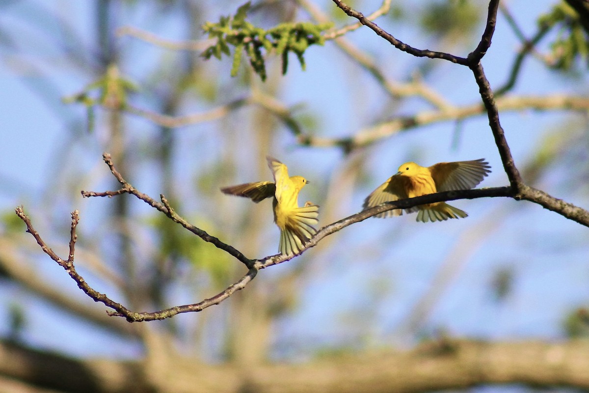 Yellow Warbler - ML635471111