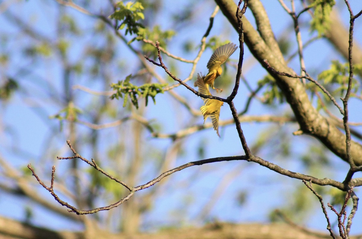 Yellow Warbler - ML635471112