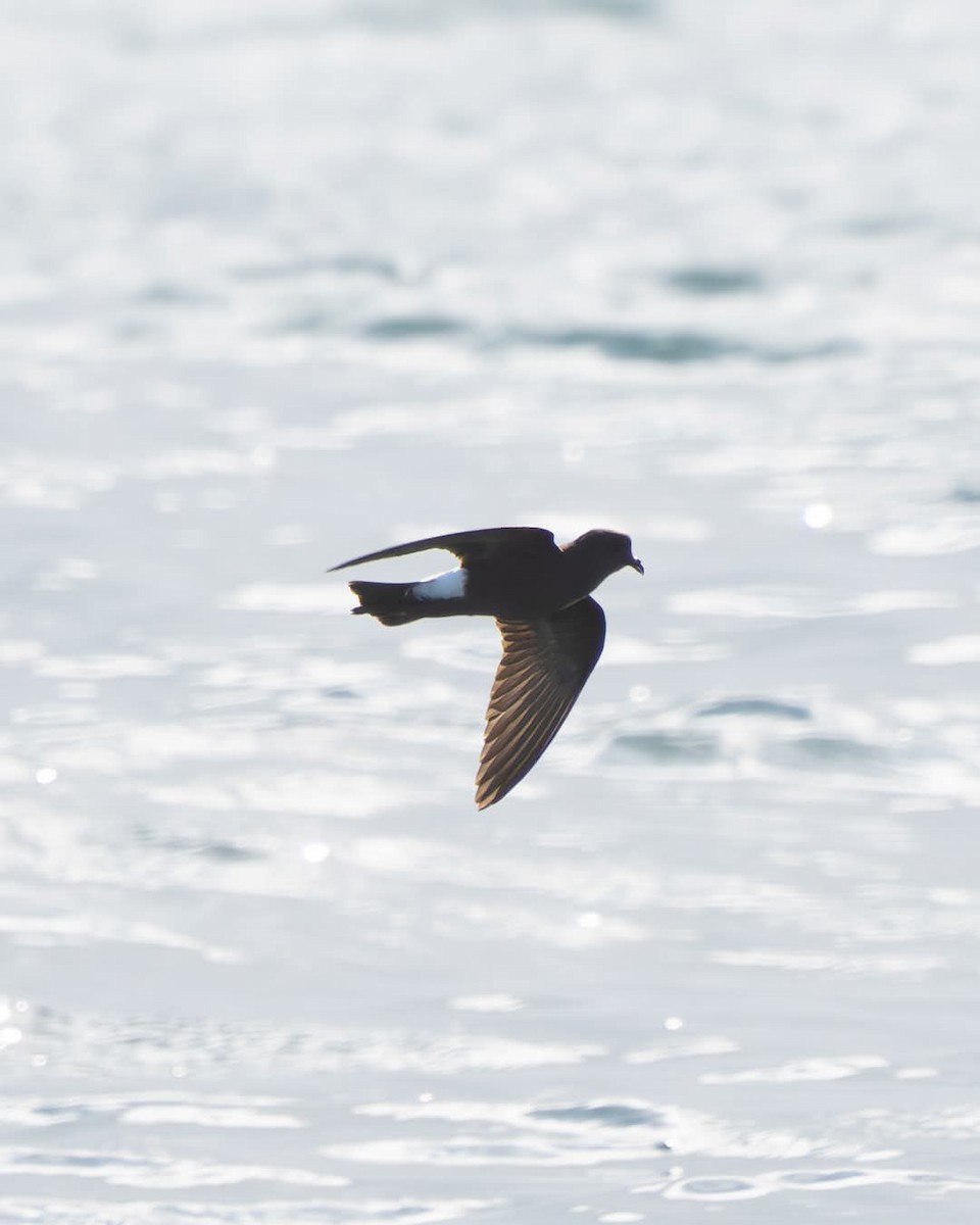 Wilson's Storm-Petrel - ML635471128