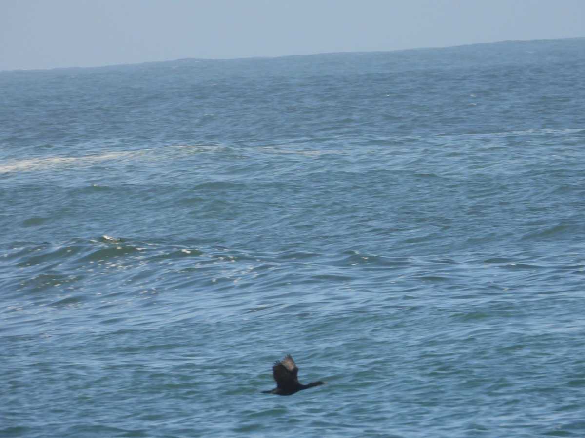 Brandt's Cormorant - ML635471151