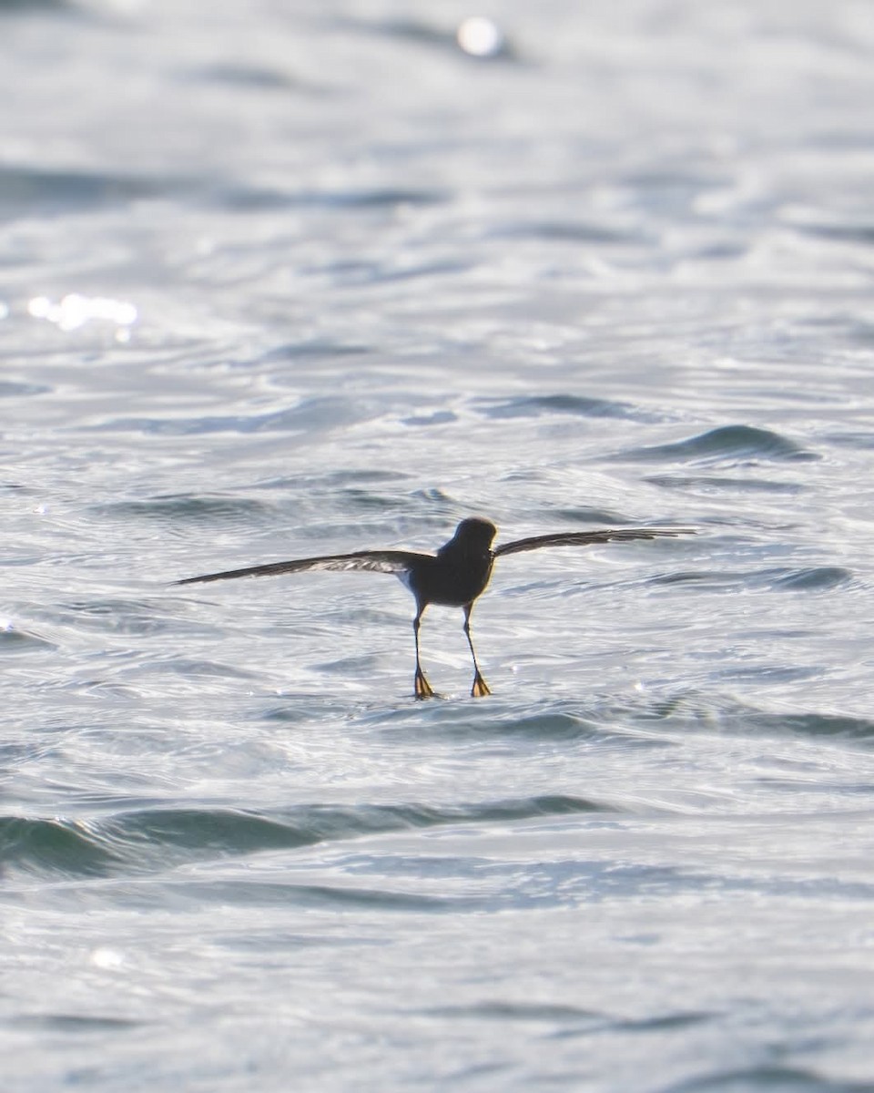 Wilson's Storm-Petrel - ML635471154