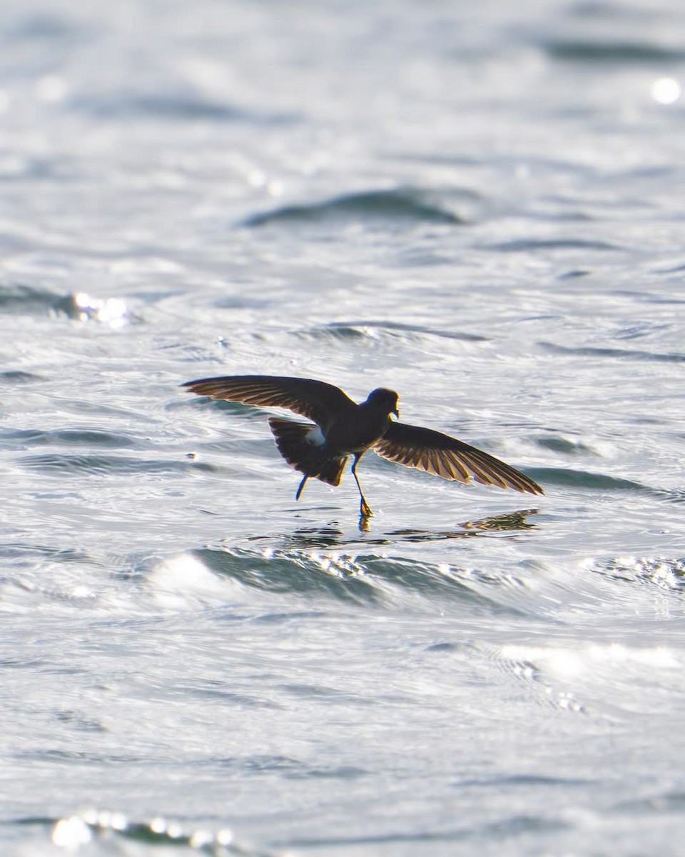 Wilson's Storm-Petrel - ML635471171