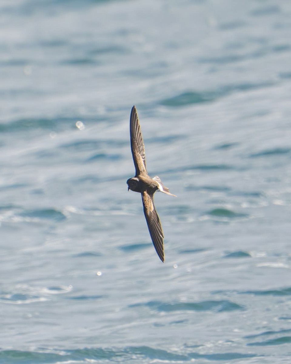 Wilson's Storm-Petrel - ML635471191