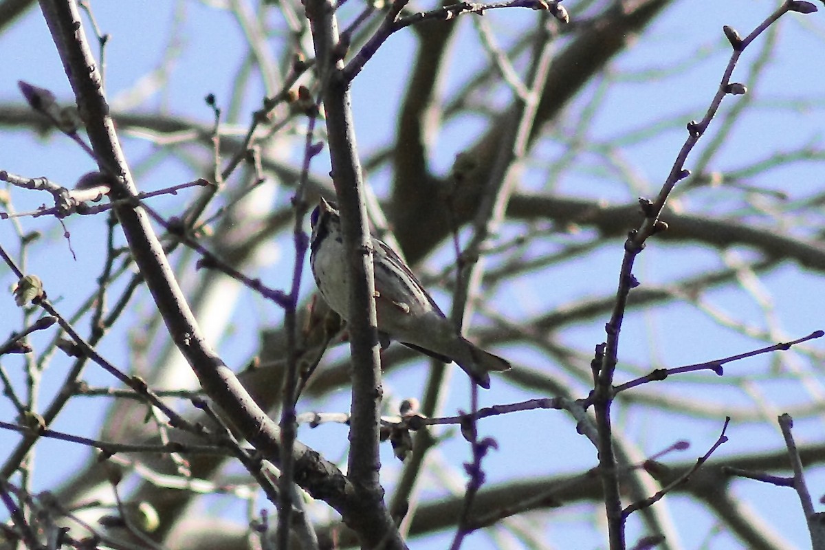 Blackpoll Warbler - ML635471207