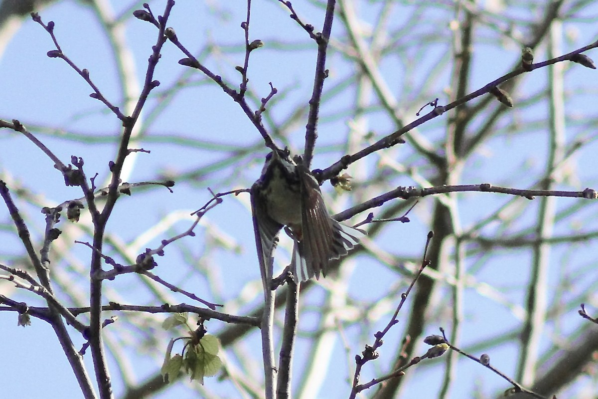 Blackpoll Warbler - ML635471208