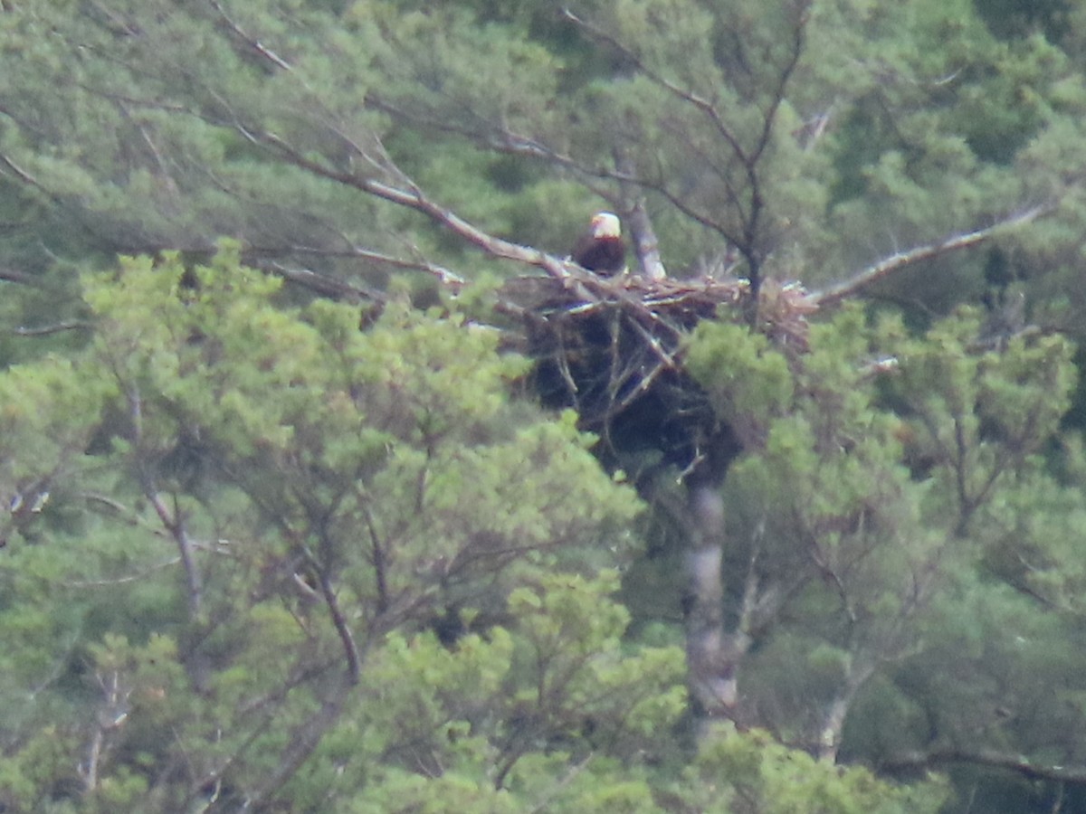 Bald Eagle - ML635471270