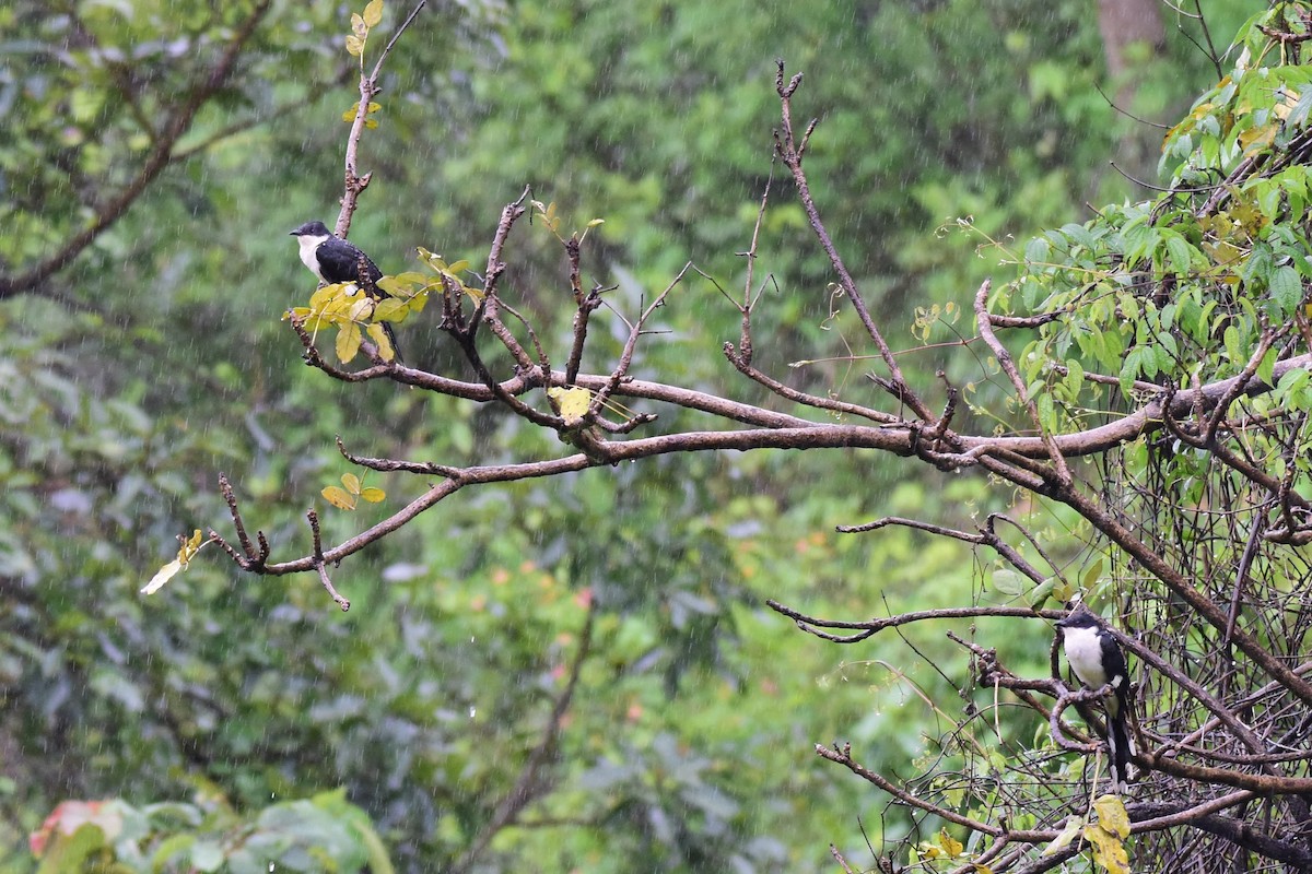 Pied Cuckoo - ML63547131