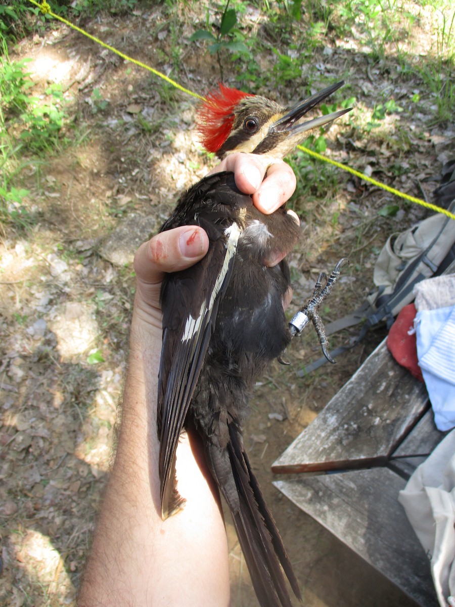 Pileated Woodpecker - ML635471397