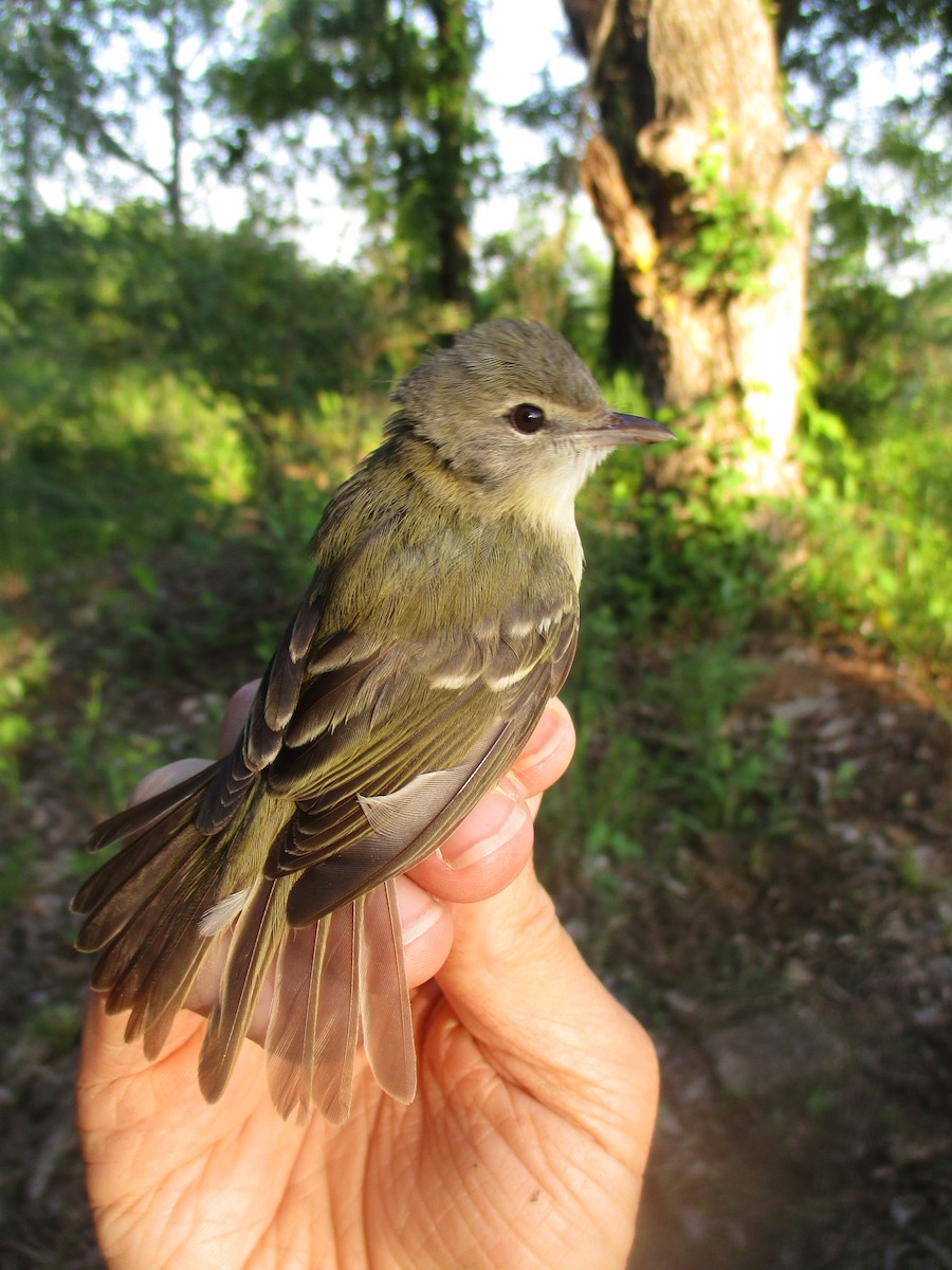 Bell's Vireo - ML635471429