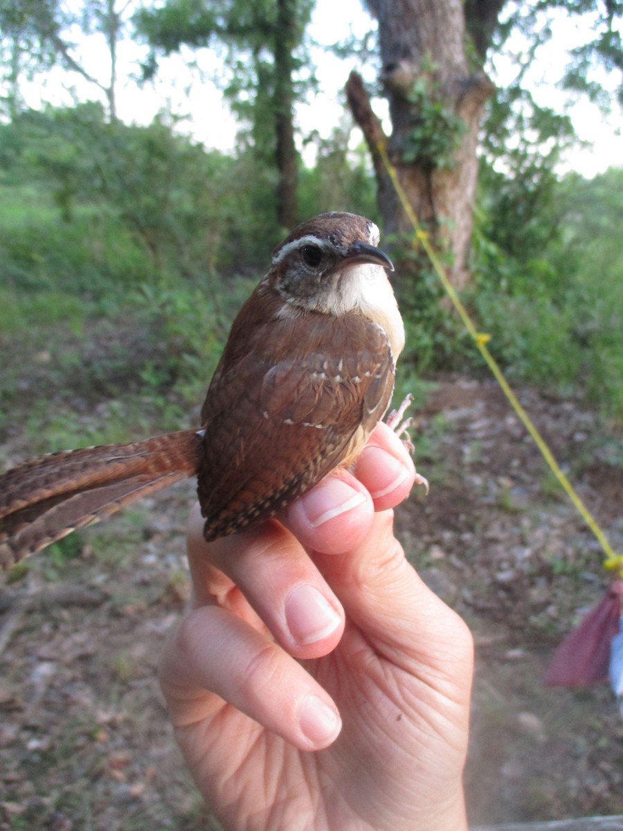 Carolina Wren - ML635471450