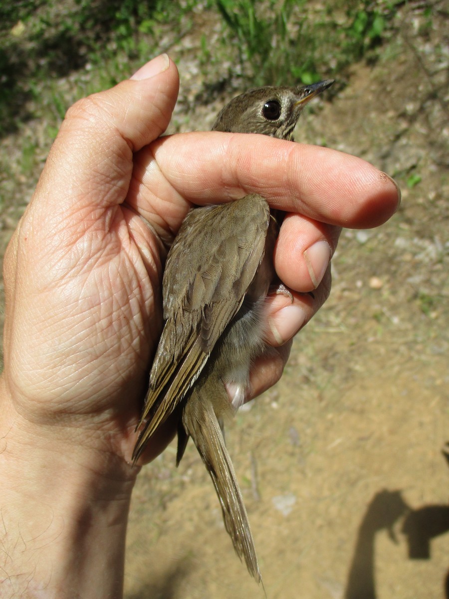 Gray-cheeked Thrush - ML635471473