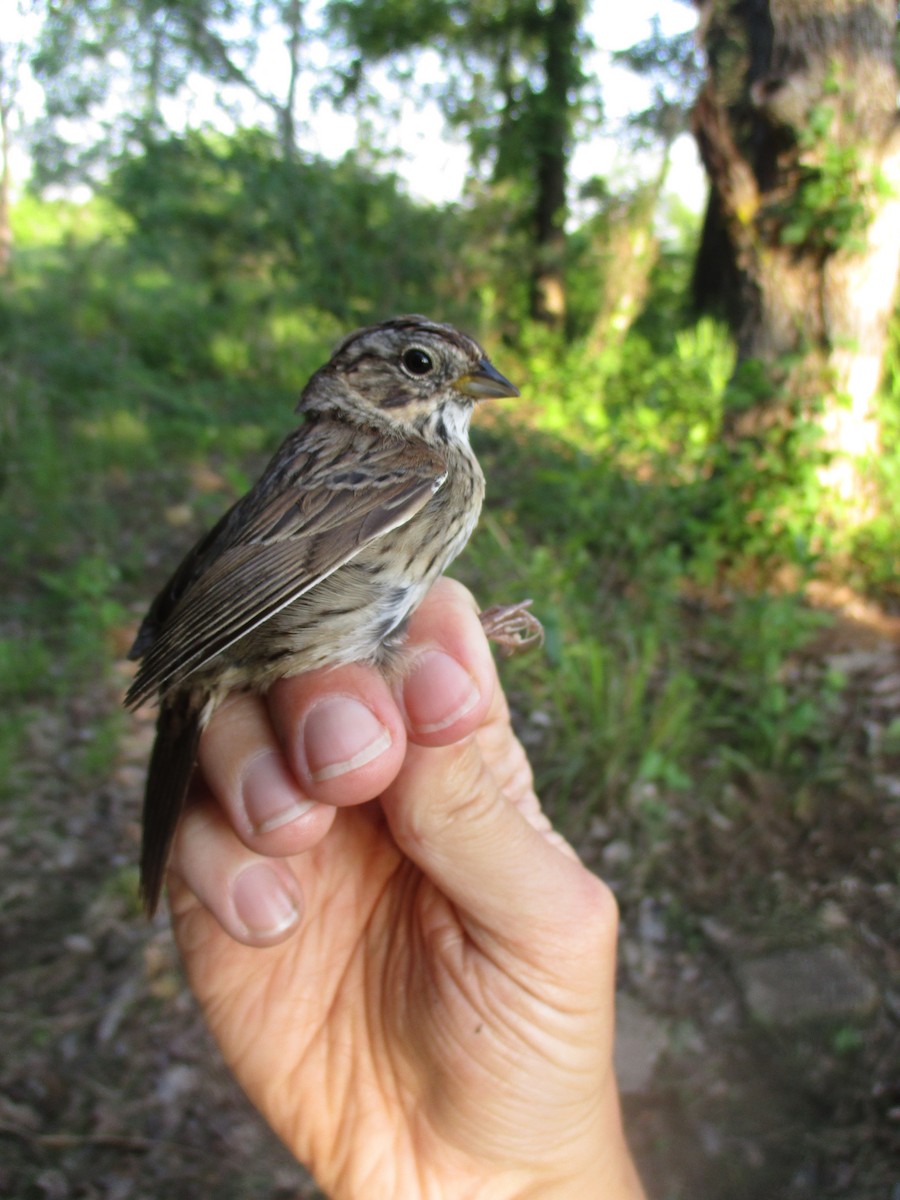 Lincoln's Sparrow - ML635471523