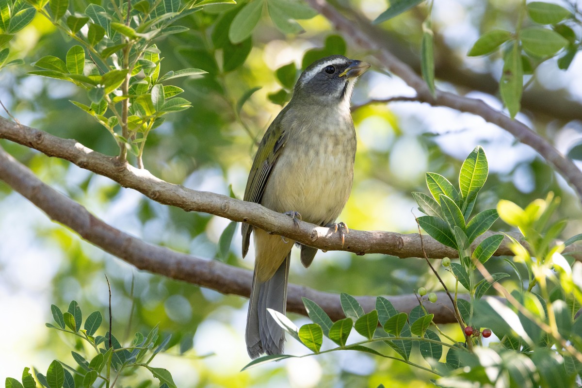 Grünschwingensaltator - ML635471543