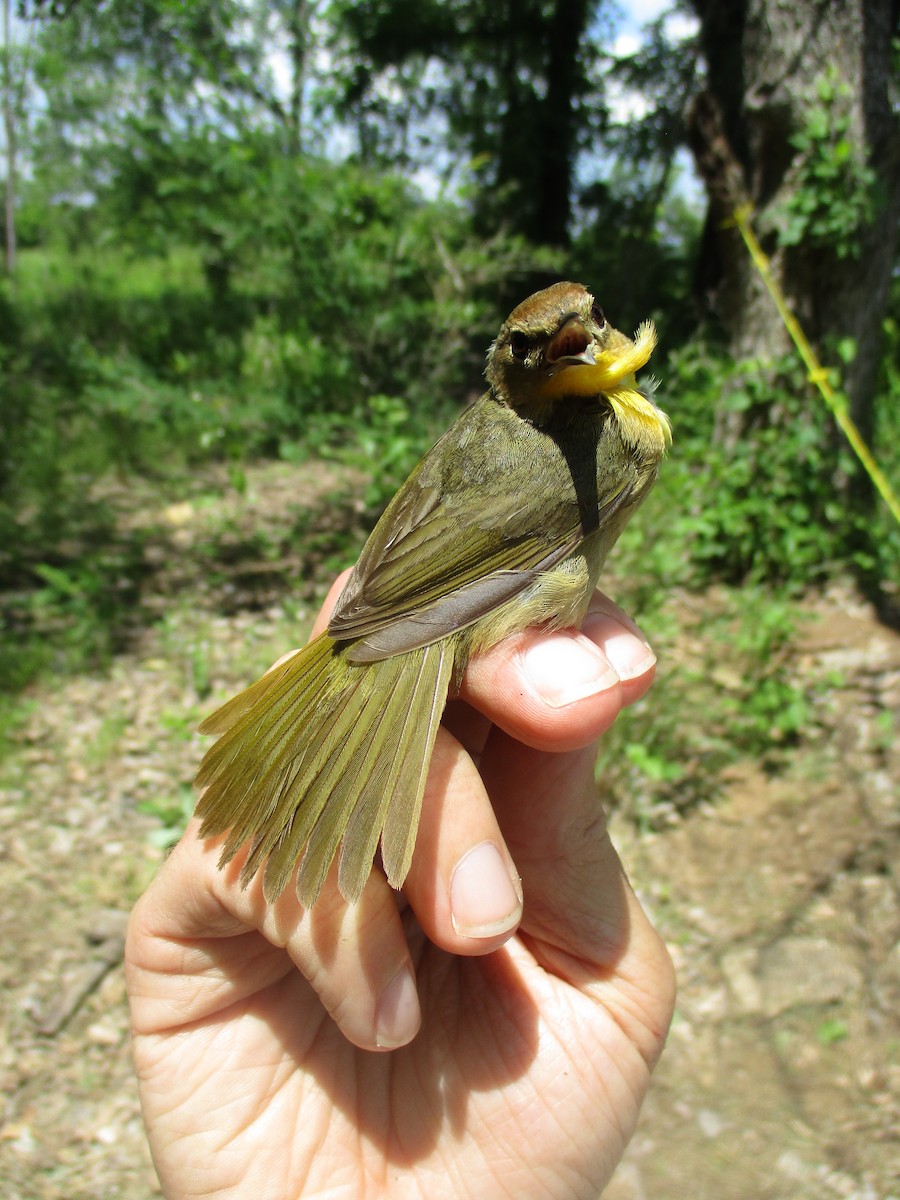 Common Yellowthroat - ML635471549