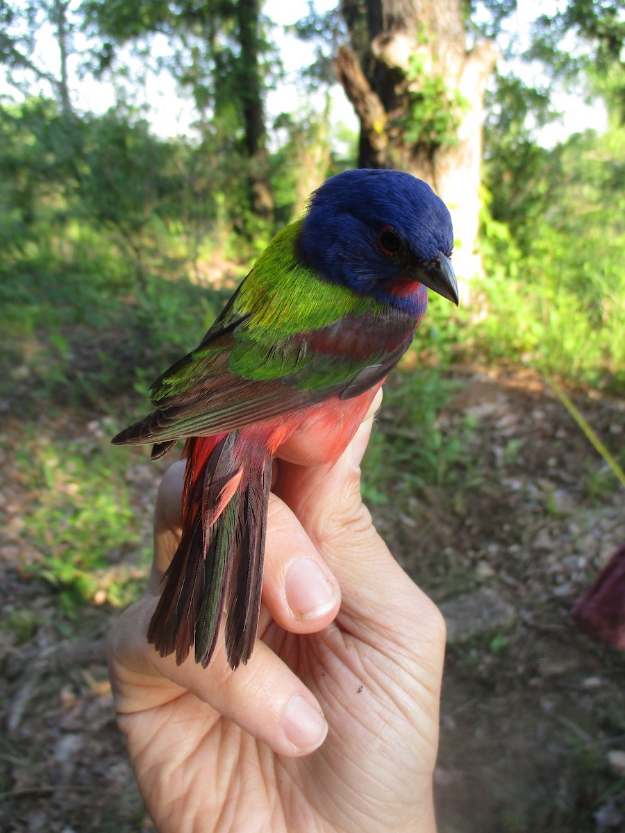 Painted Bunting - ML635471628