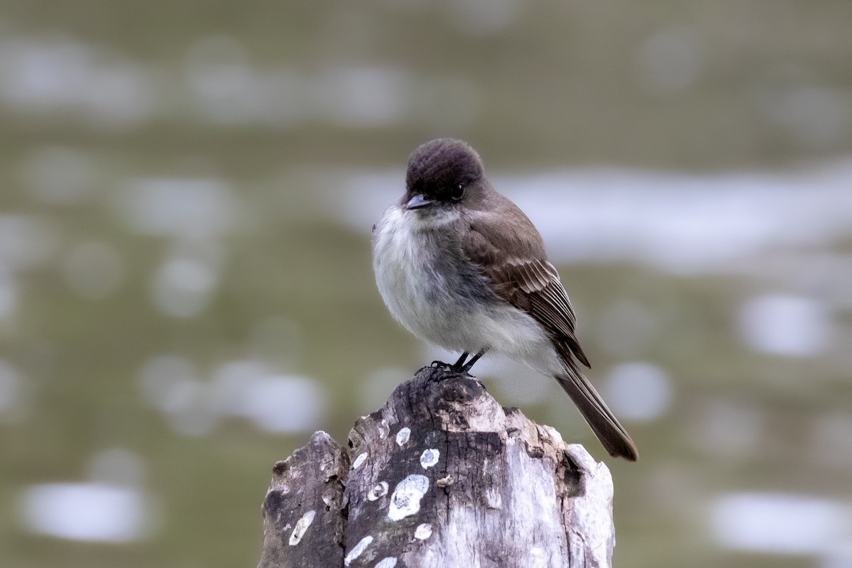 Eastern Phoebe - ML635471638