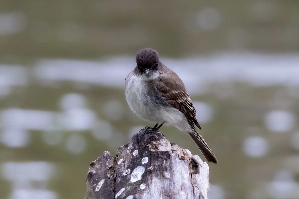 Eastern Phoebe - ML635471639
