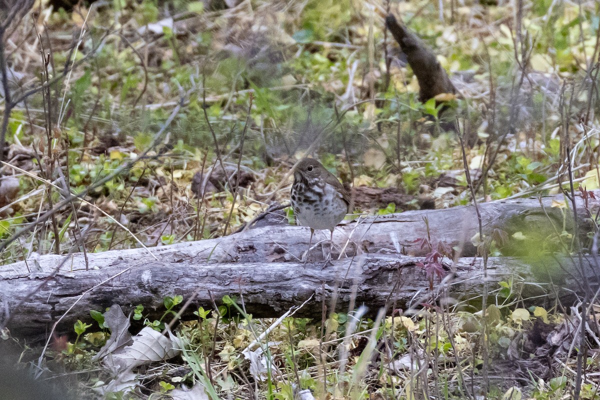 Hermit Thrush - ML635471655