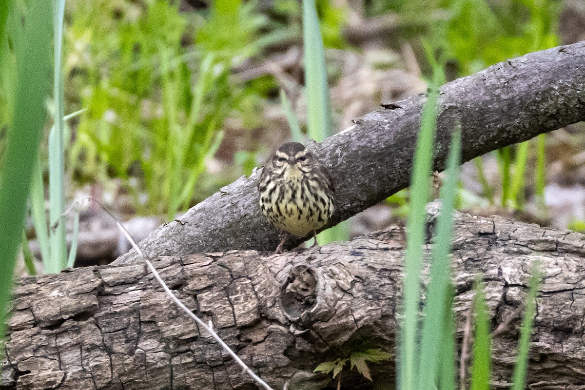 Northern Waterthrush - ML635471693