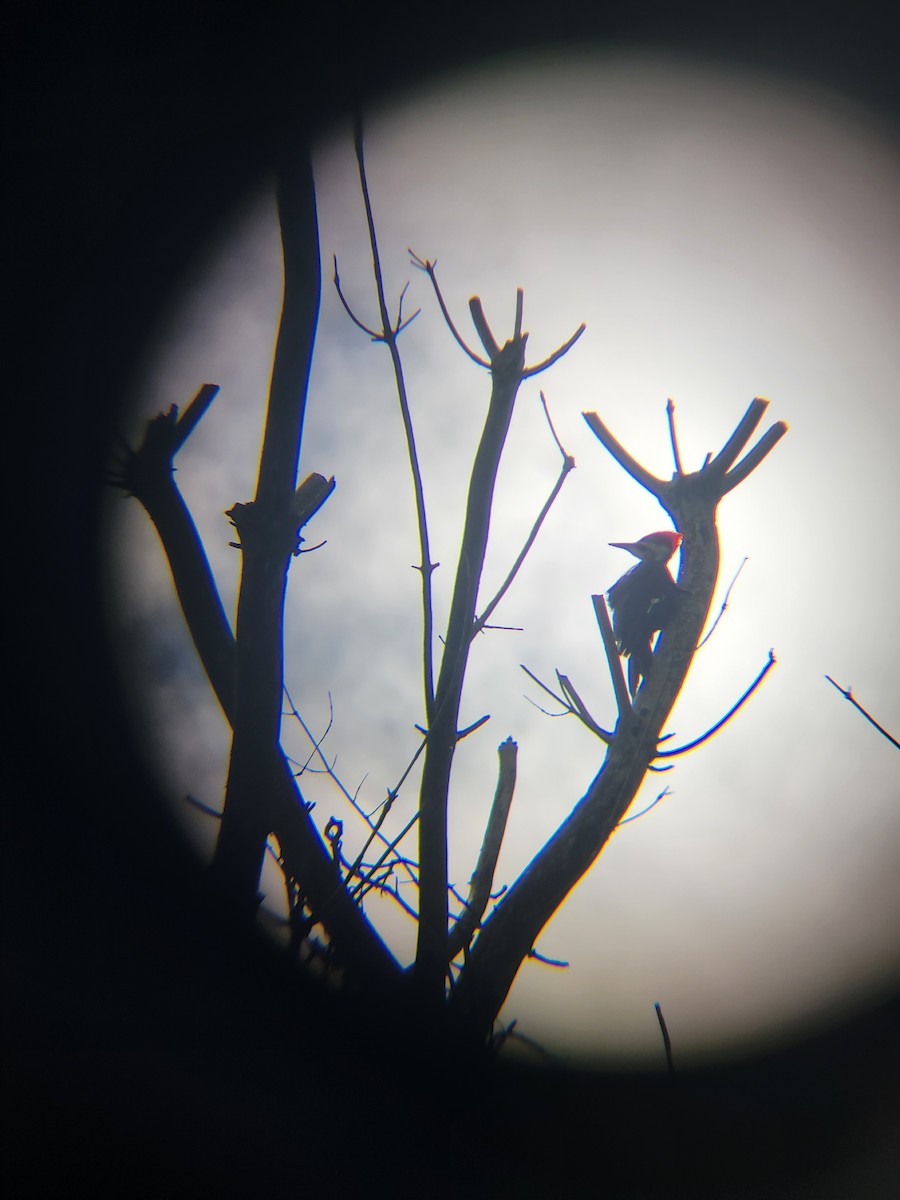 Pileated Woodpecker - ML635471695