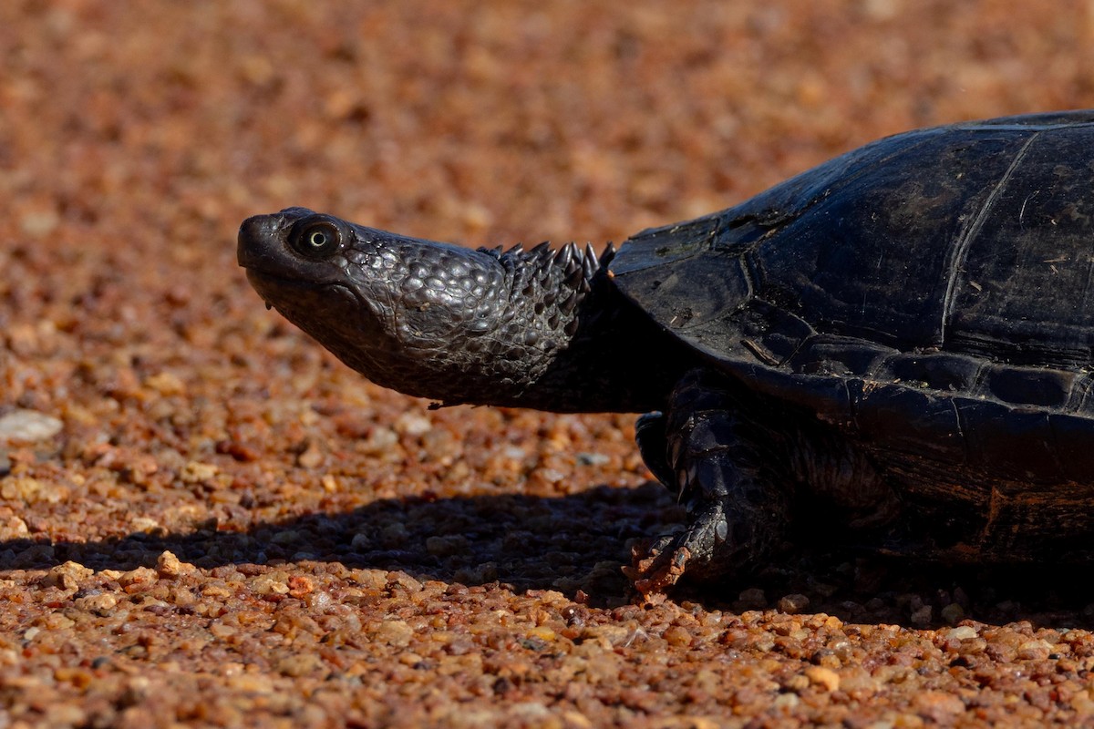 Stachelhals-Plattschildkröte - ML635471732