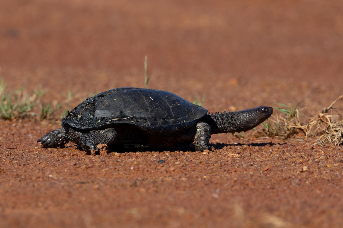 Stachelhals-Plattschildkröte - ML635471733