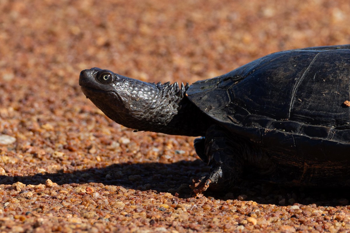 Stachelhals-Plattschildkröte - ML635471734