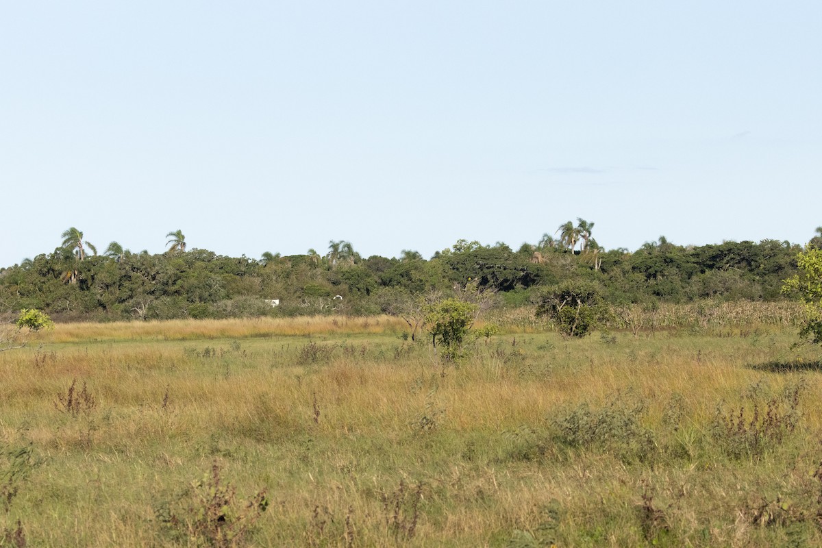 null - ML635471782