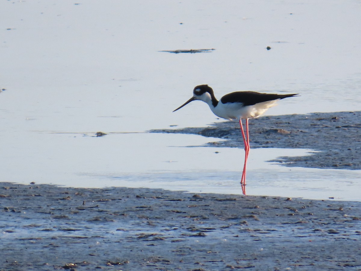 Black-necked Stilt - ML635471784