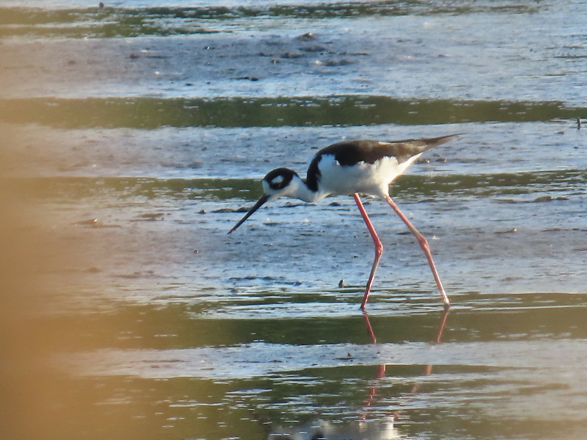 Black-necked Stilt - ML635471785