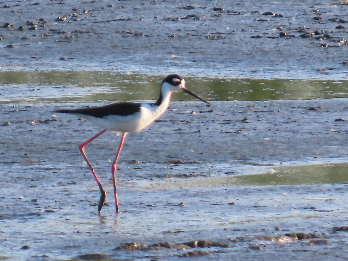 Black-necked Stilt - ML635471786