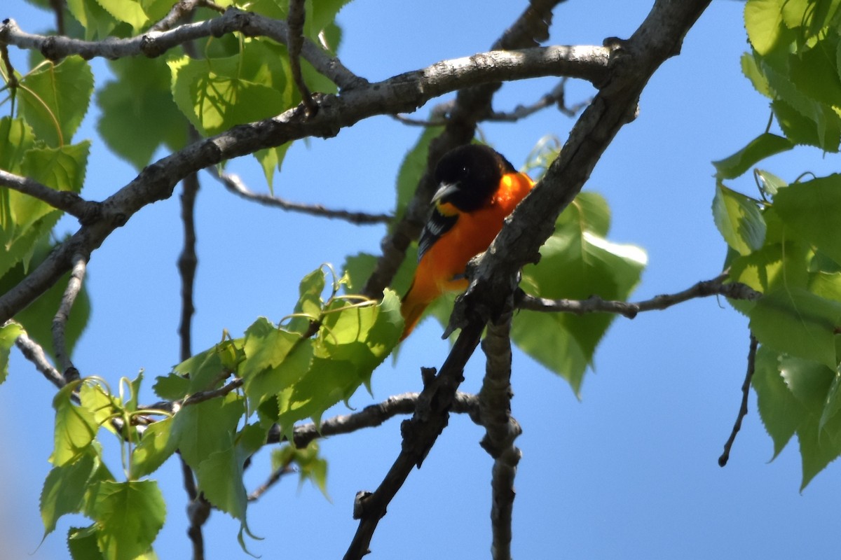 Baltimore Oriole - ML635471808