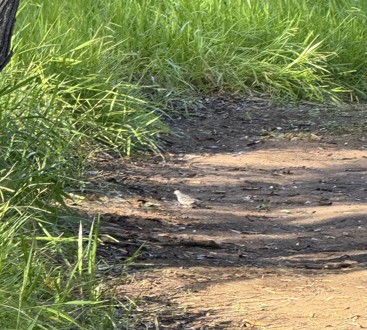 Peaceful Dove - ML635471870