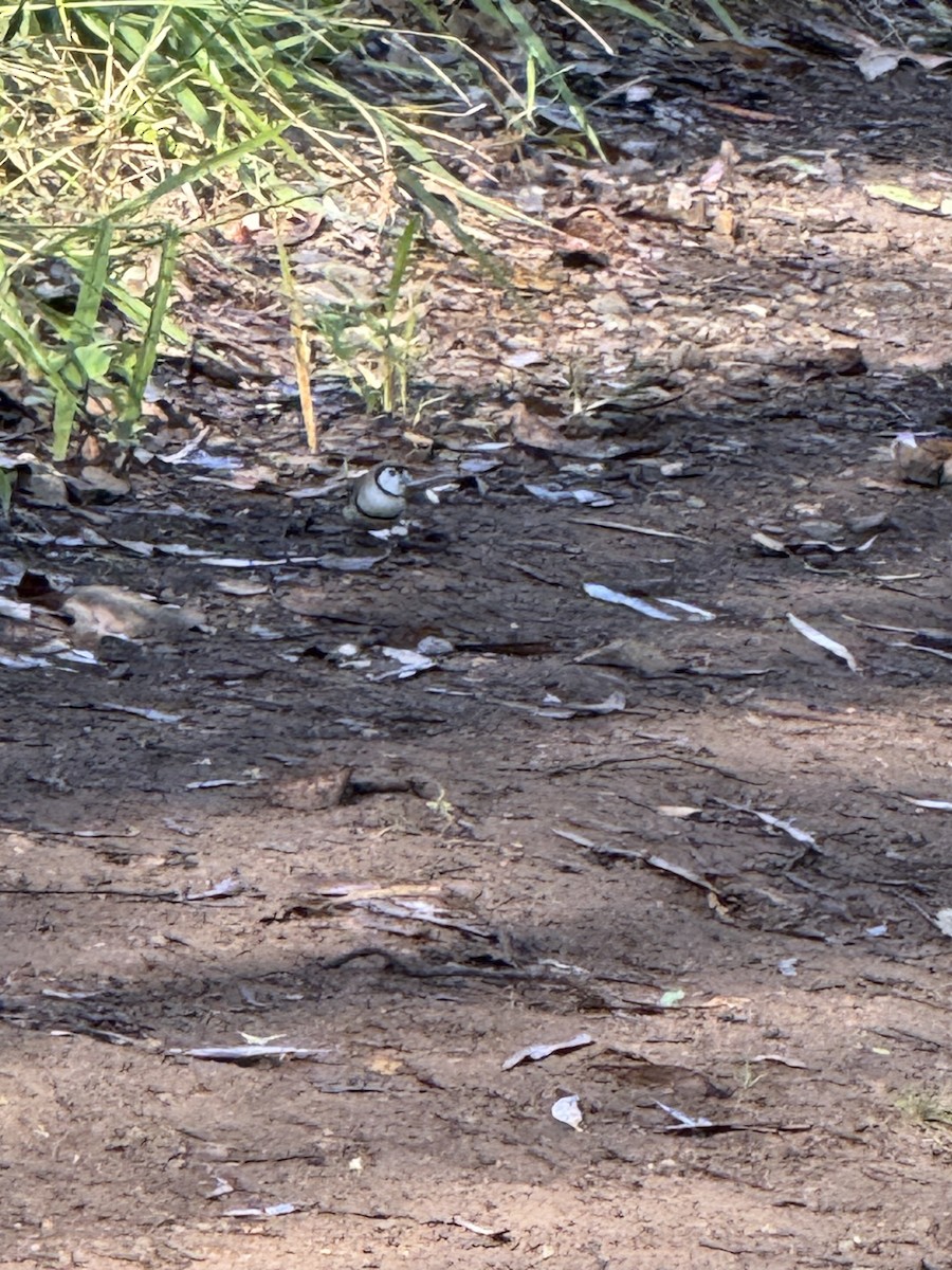 Double-barred Finch - ML635471907