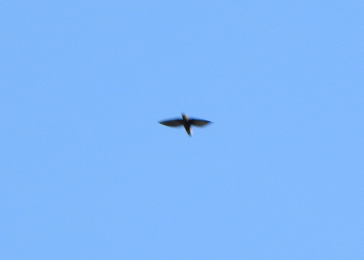 Chapman's Swift - ML635471913