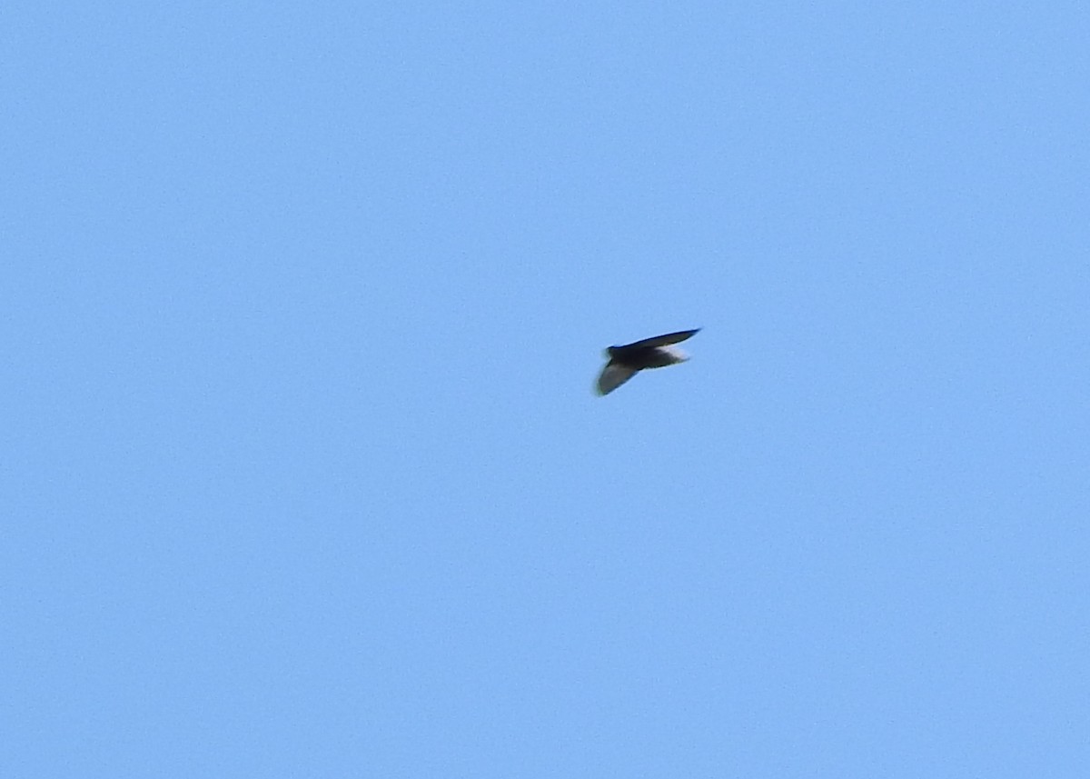 Chapman's Swift - ML635471916