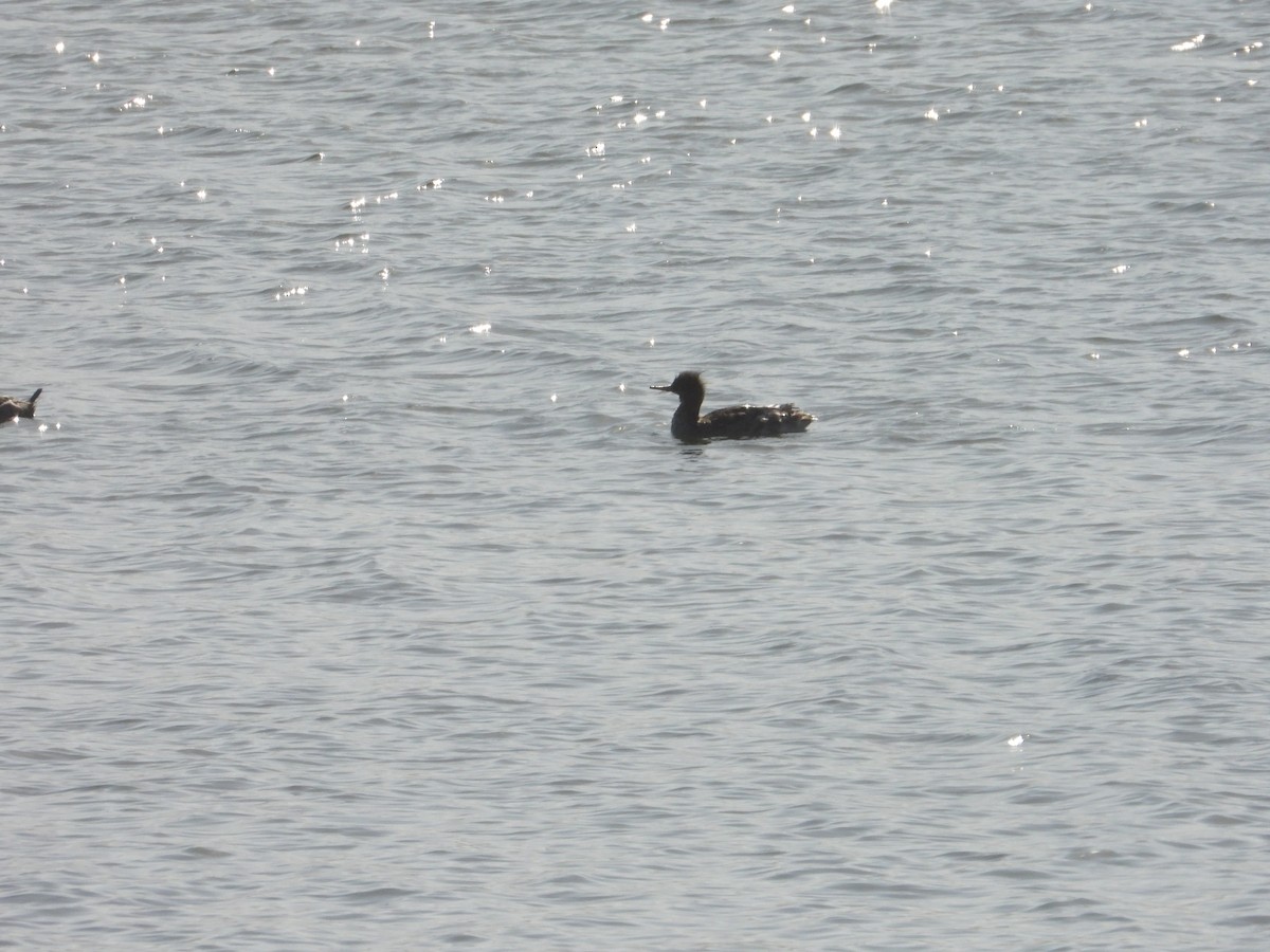 Сэвгэр бохио - ML635471992