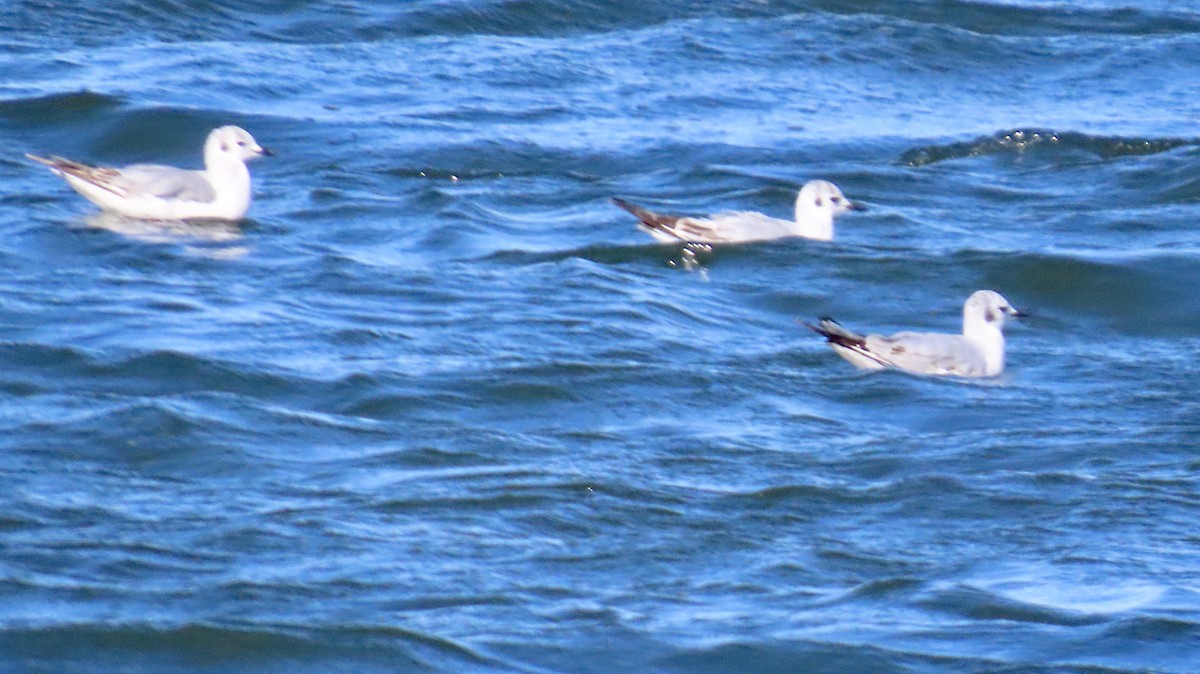Bonaparte's Gull - ML635472173