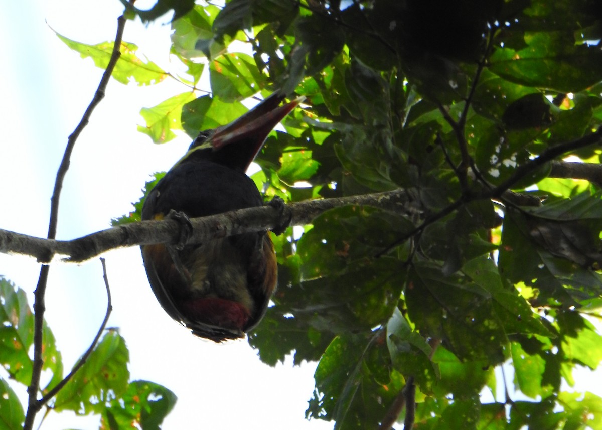 Tawny-tufted Toucanet - ML635472230