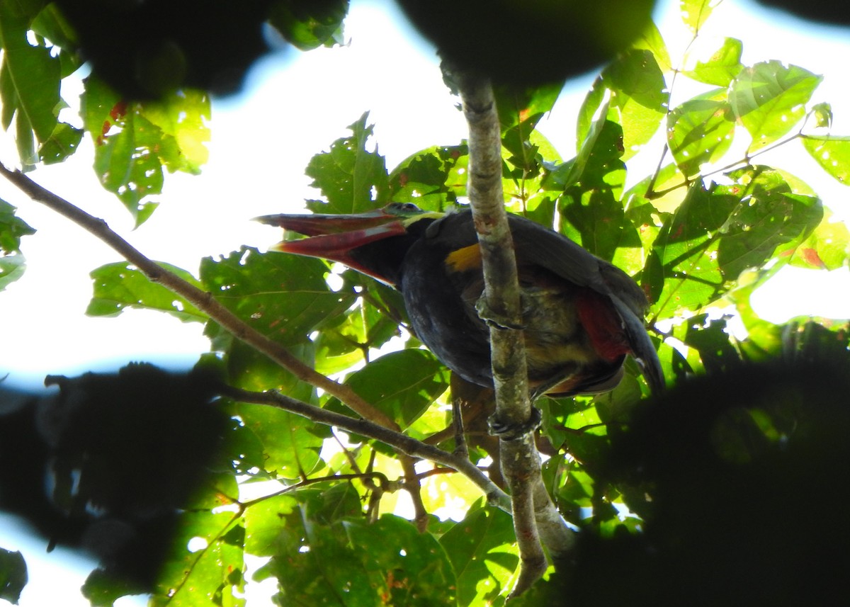 Tawny-tufted Toucanet - ML635472231