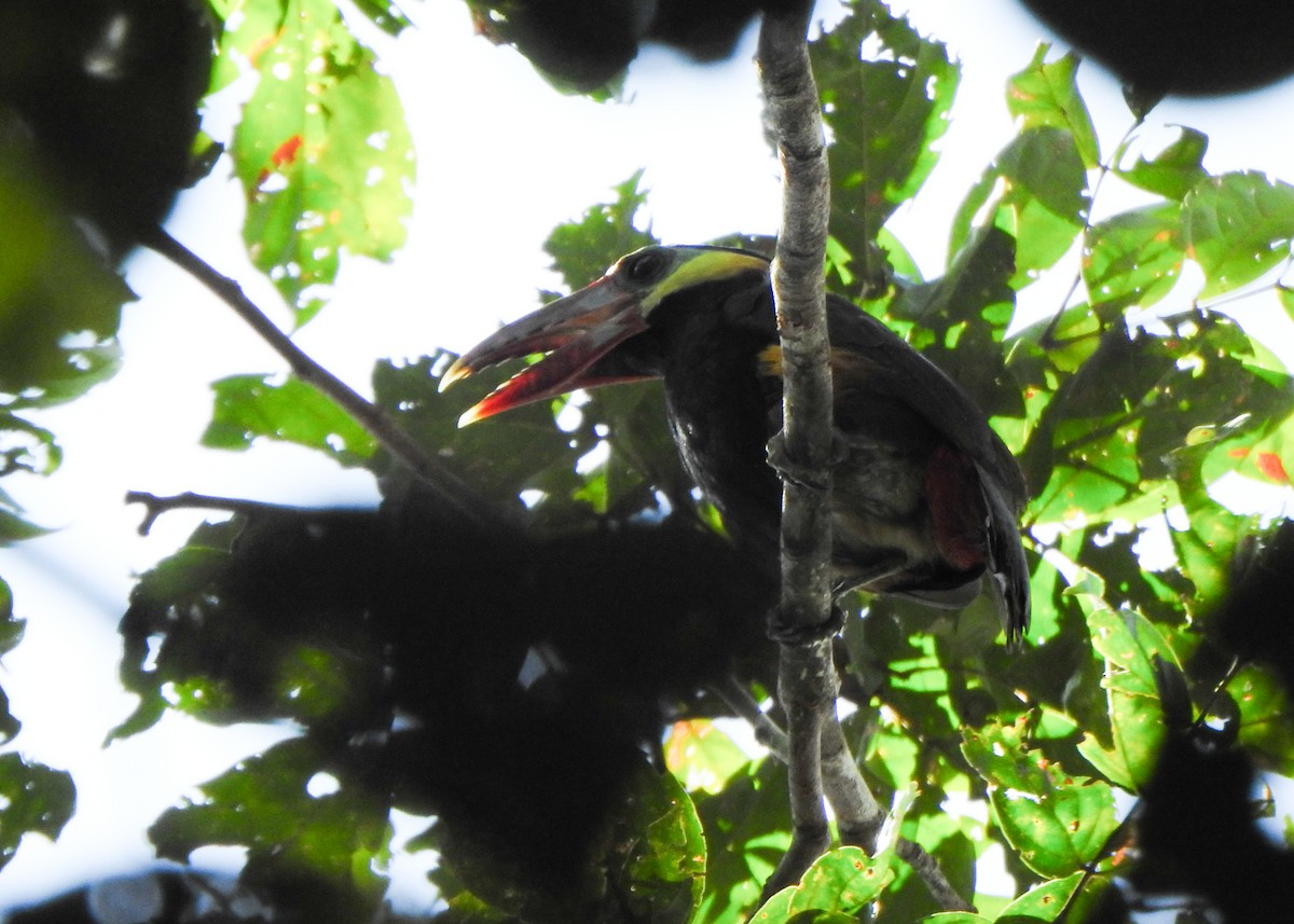 Tawny-tufted Toucanet - ML635472232