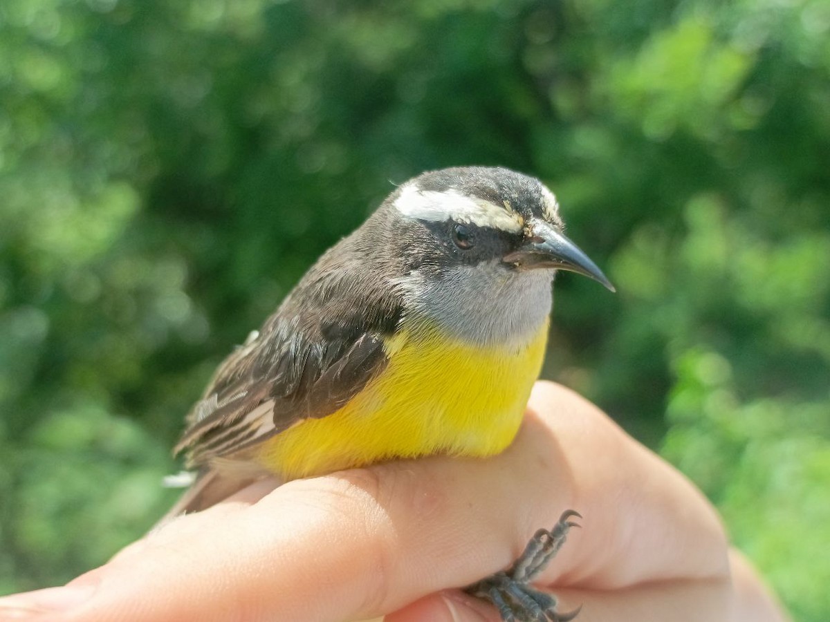 Bananaquit - ML635472298