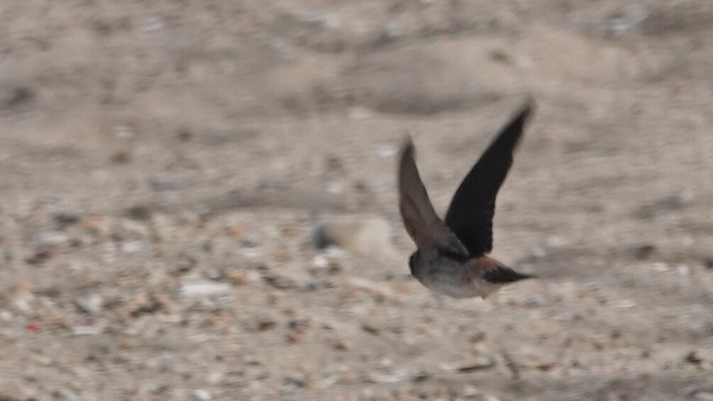 Cliff Swallow - ML635472363