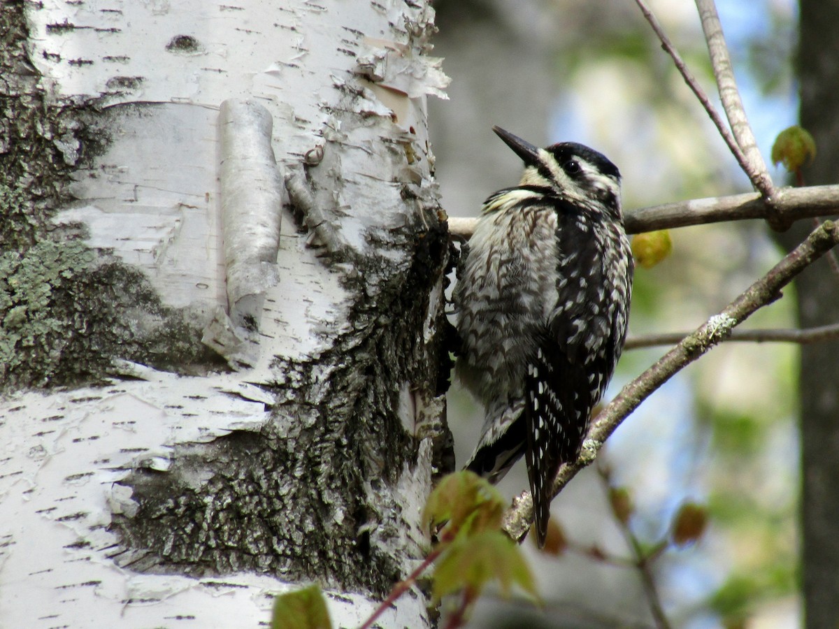 Yellow-bellied Sapsucker - ML635472532