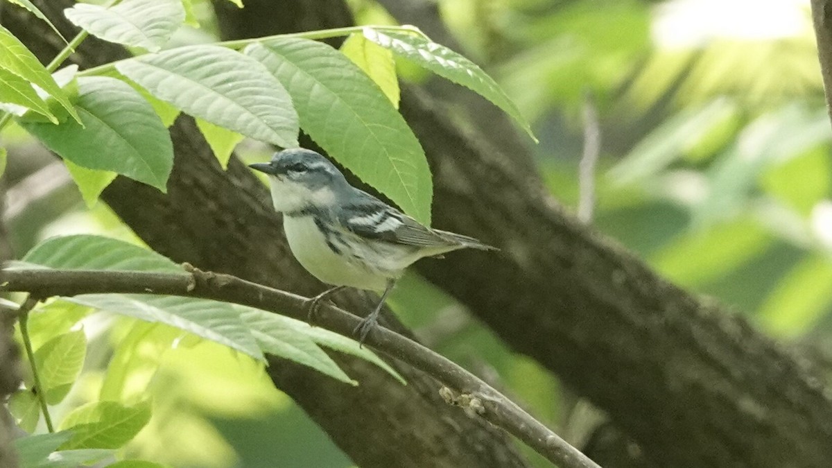 Cerulean Warbler - ML635472570