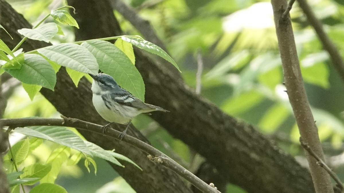 Cerulean Warbler - ML635472571