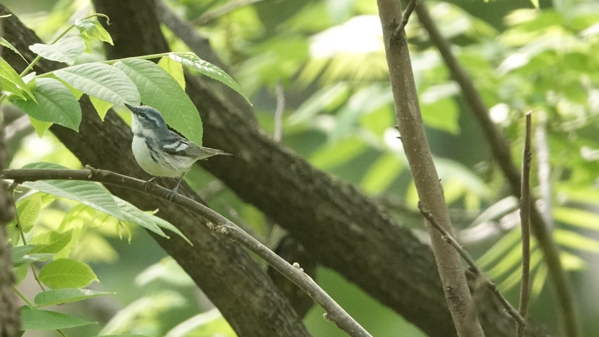 Cerulean Warbler - ML635472572