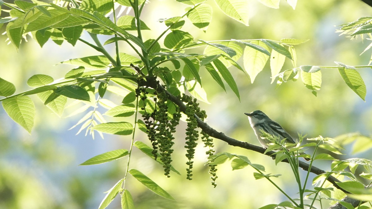 Cerulean Warbler - ML635472573