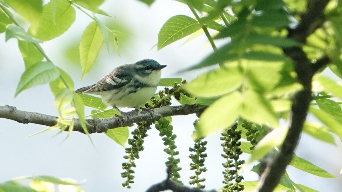 Cerulean Warbler - ML635472575